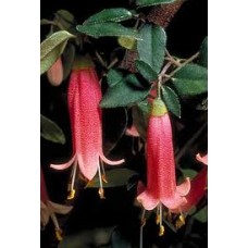 CORREA DUSKY BELLS